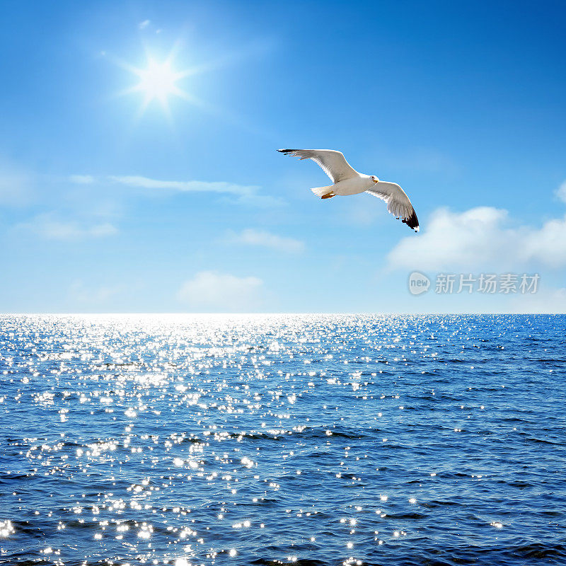 阳光明媚的蓝色海景和飞翔的海鸥