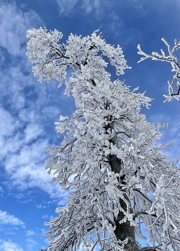 白雪覆盖了树木和天空