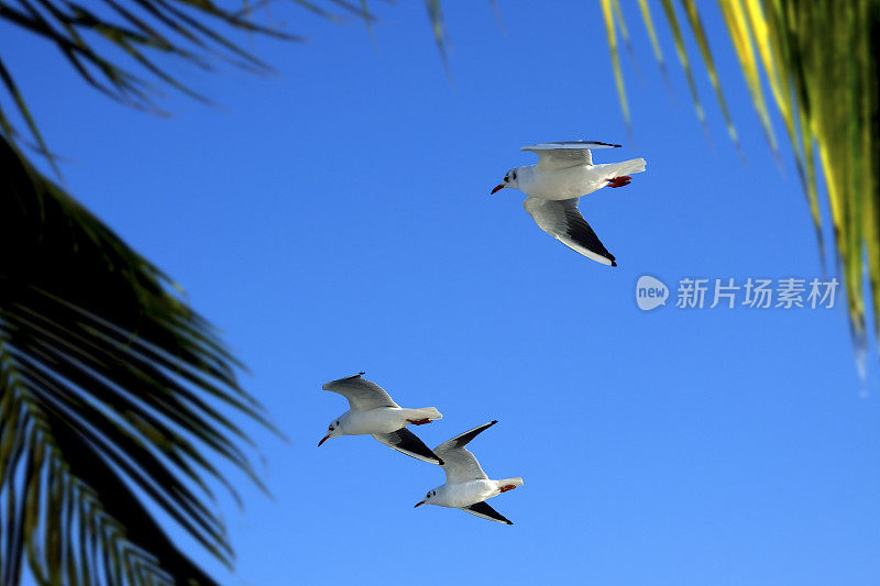 清新的热带海滩，海鸥和棕榈叶