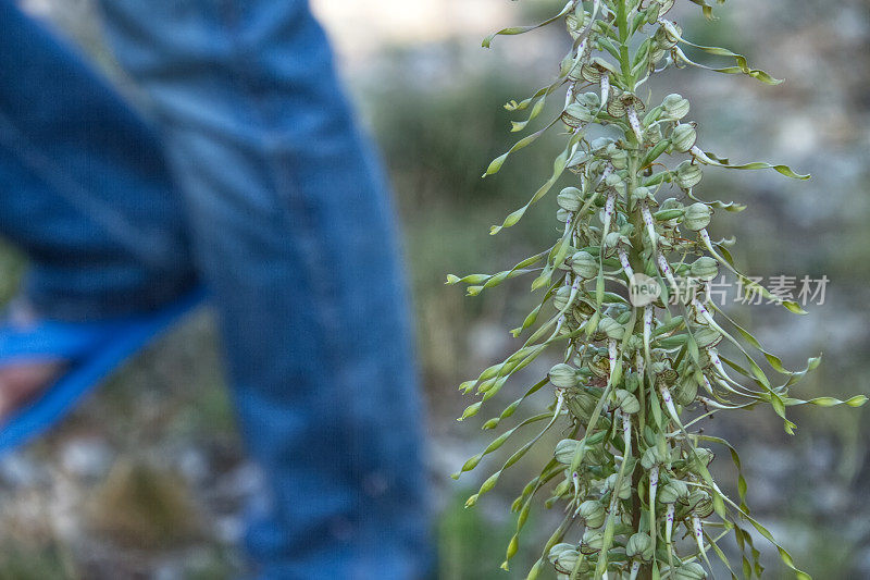 野生兰花