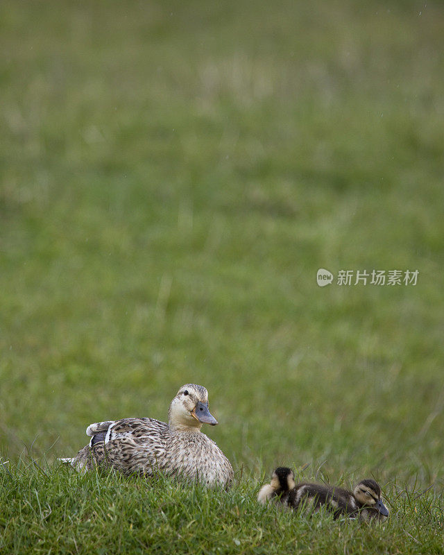 英国北约克郡，春天的母野鸭和她的小鸭子。