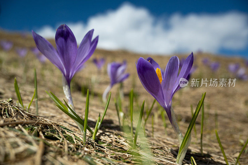 春紫美丽的山茱萸