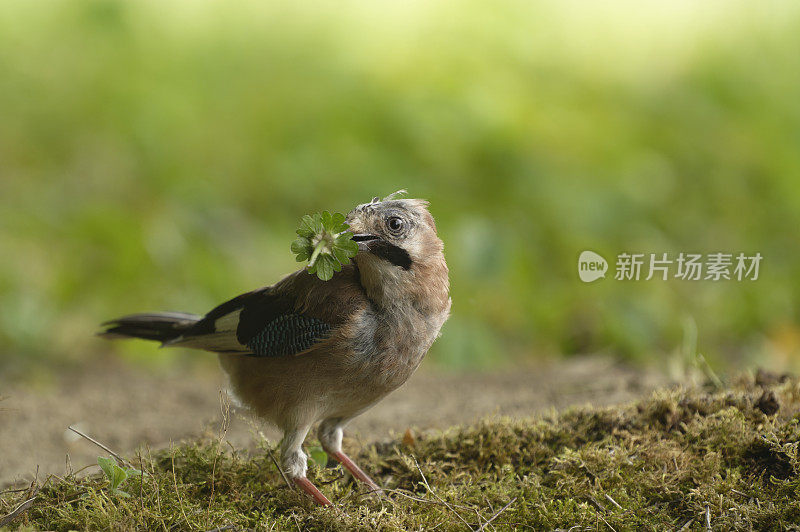 鸟类与树莓