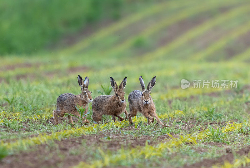 三个欧洲野兔