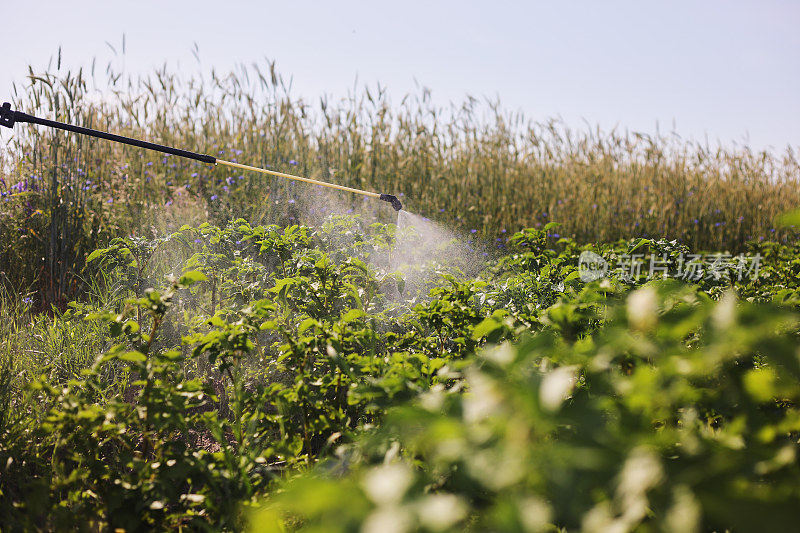 一位农民用喷雾器对付马铃薯种植园的害虫和真菌感染。在农业中使用化学药品。农业和农业综合企业。收获处理。保护和照顾