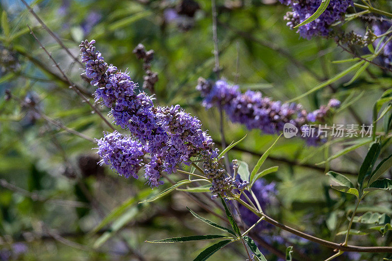 纯树牡荆的花