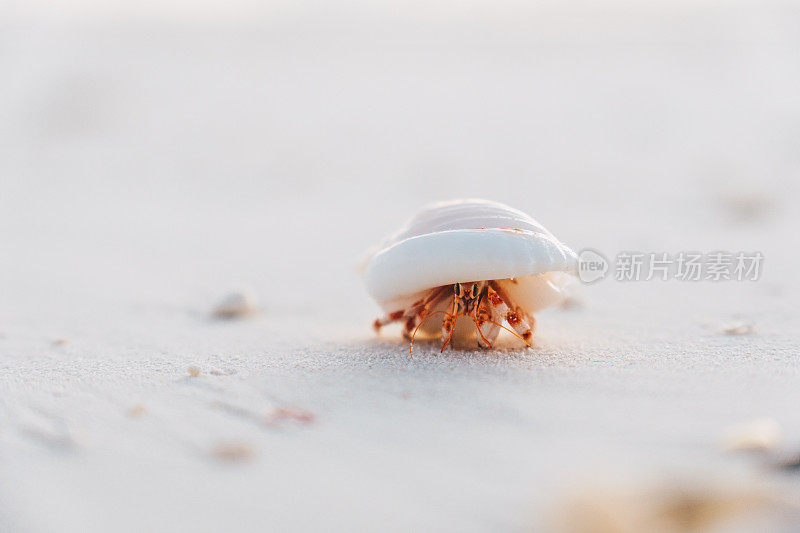 寄居蟹沿着热带海滩散步的景象