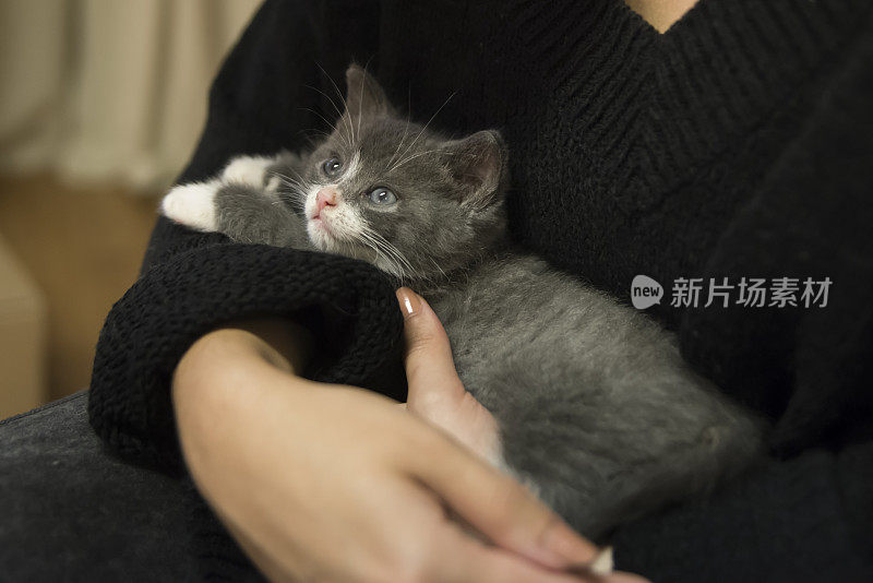 可爱的5周小猫在年轻女人的怀里。