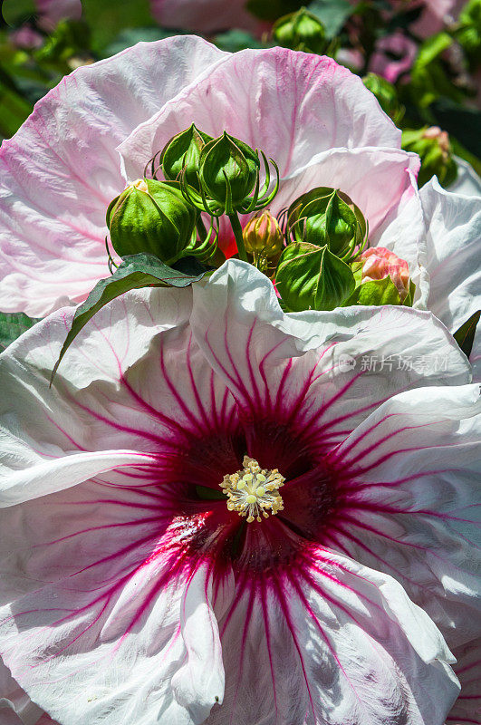 白色芙蓉与芽