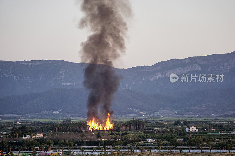 棕榈树林中的森林大火，熊熊燃烧