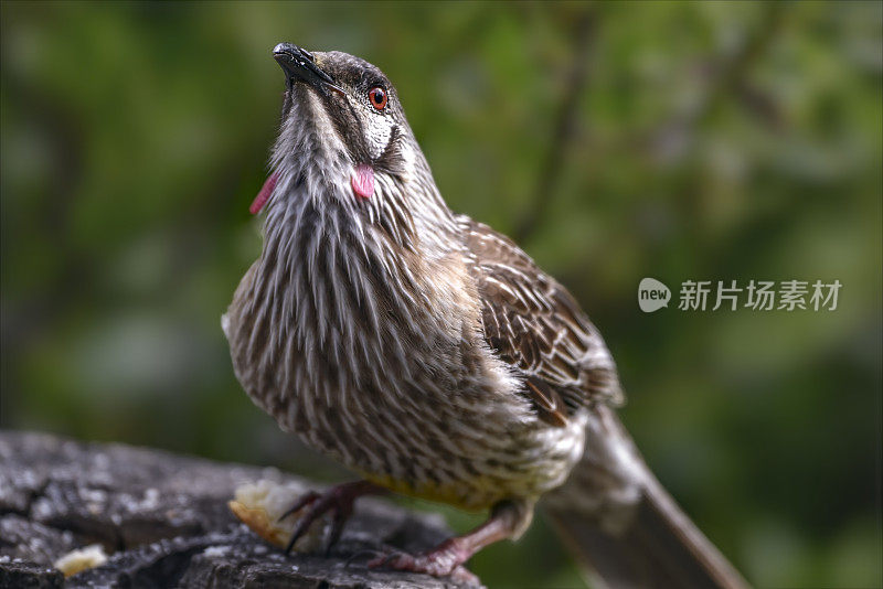 红瓦特尔鸟（安托查拉卡伦库拉塔）