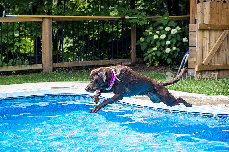拉布拉多狗在游泳池里跳跃