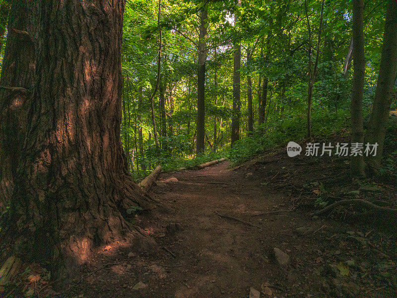 自然景观-徒步穿越树木