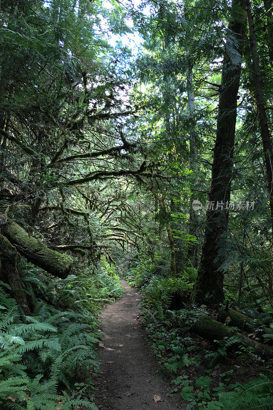 穿过长满青苔的树林的徒步旅行