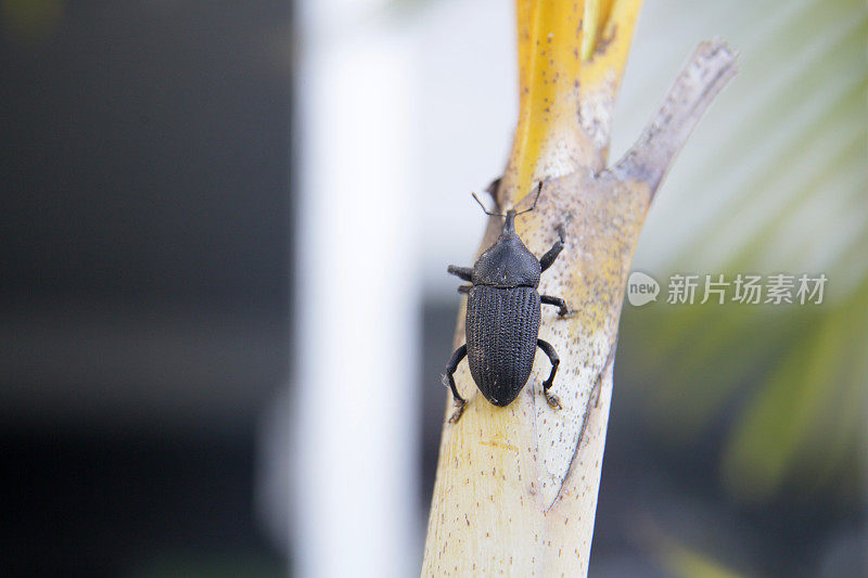 椰子钻甲虫