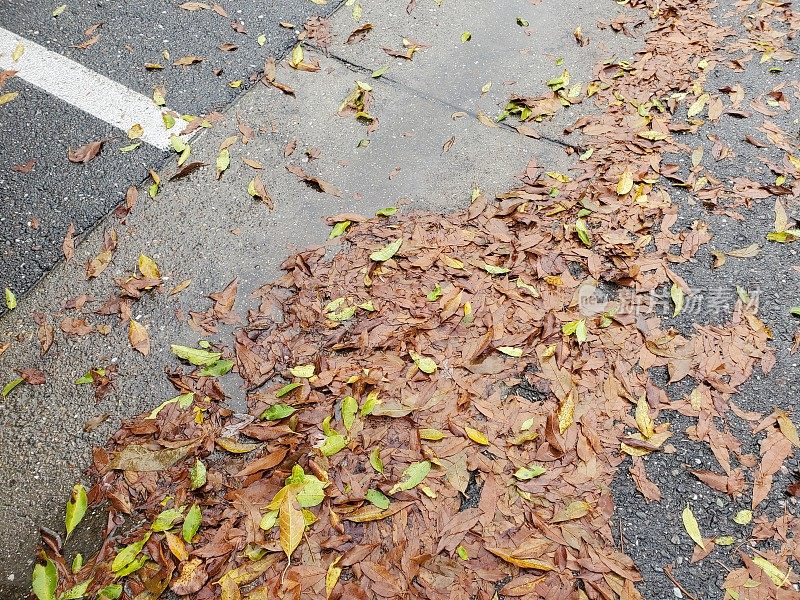 雨后人行道上的湿树叶