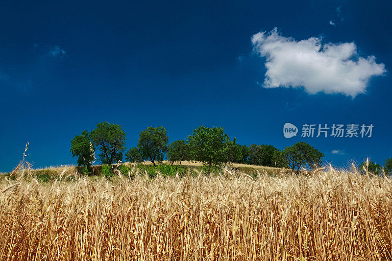 蓝天和麦田:夏天来了