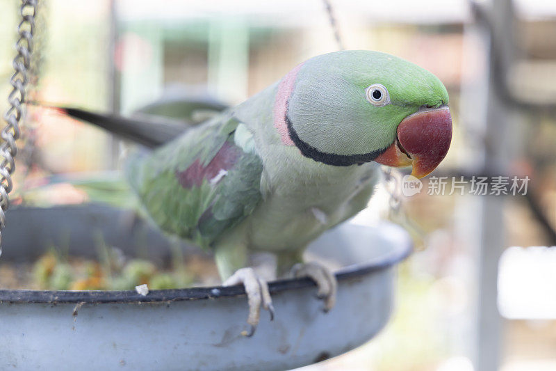 一只会说话的亚马逊鹦鹉住在一个笼子里。悬挂在空中的碗里的食物。