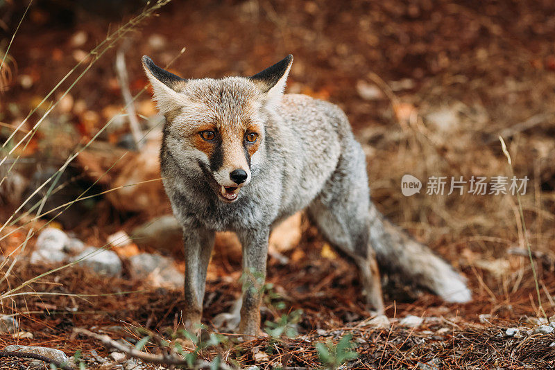 草地上的狐狸