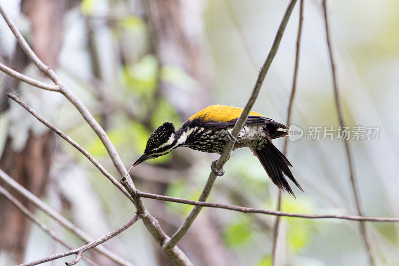 啄木鸟:成年雌鸟，普通红背鸟或普通金背鸟(爪哇din鸦片鸟)