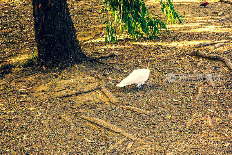 澳大利亚自然界中的凤头鹦鹉。