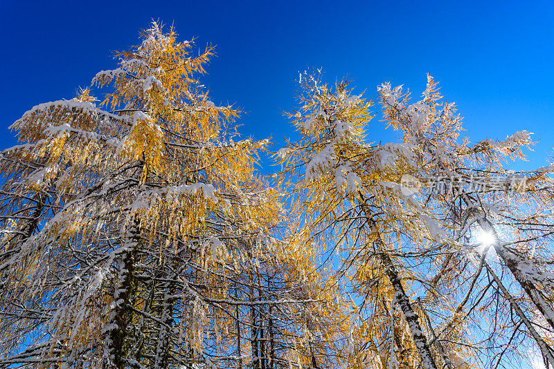 美丽的落叶松森林被白雪覆盖