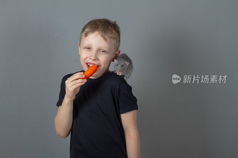 快乐的白种人男孩吃健康的食物蔬菜胡萝卜和宠物灰鼠在工作室