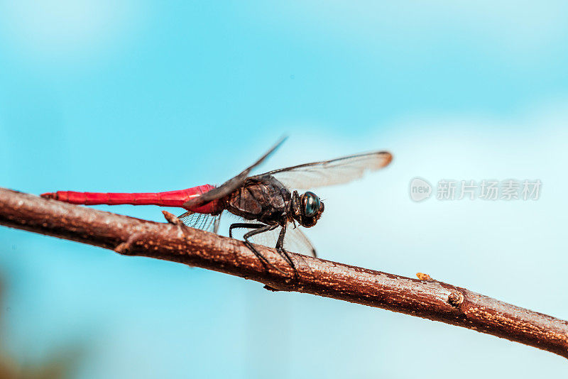 红蜻蜓在一根茎上