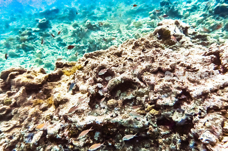 热带加勒比海洋生物水下珊瑚礁和海洋鱼类