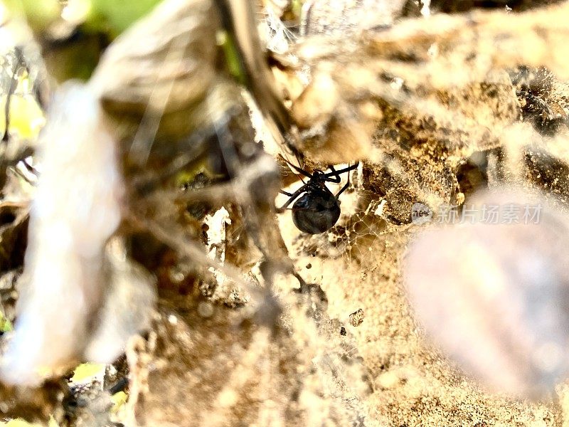 黑纽扣蜘蛛在它的洞穴里