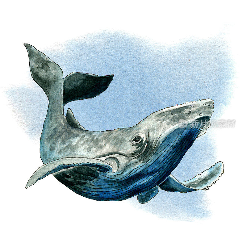 抽象颜料上的水彩鲸鱼。素描风格。设计明信片，印在包或t恤上。