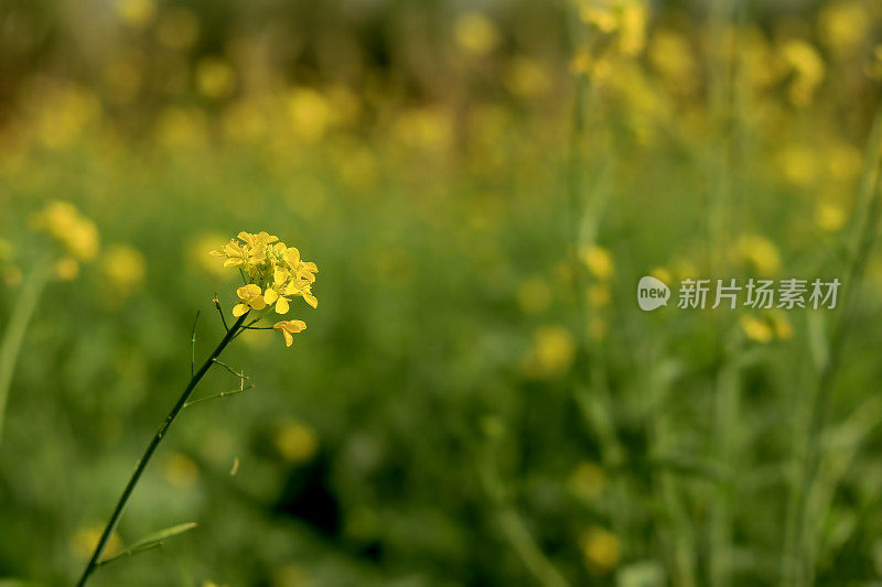 农业领域的芥菜植物