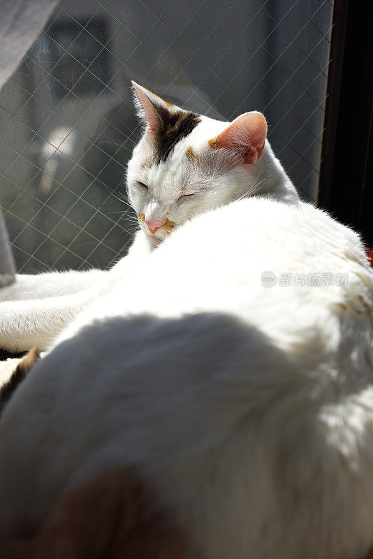 小猫咪睡在有阳光的窗台上