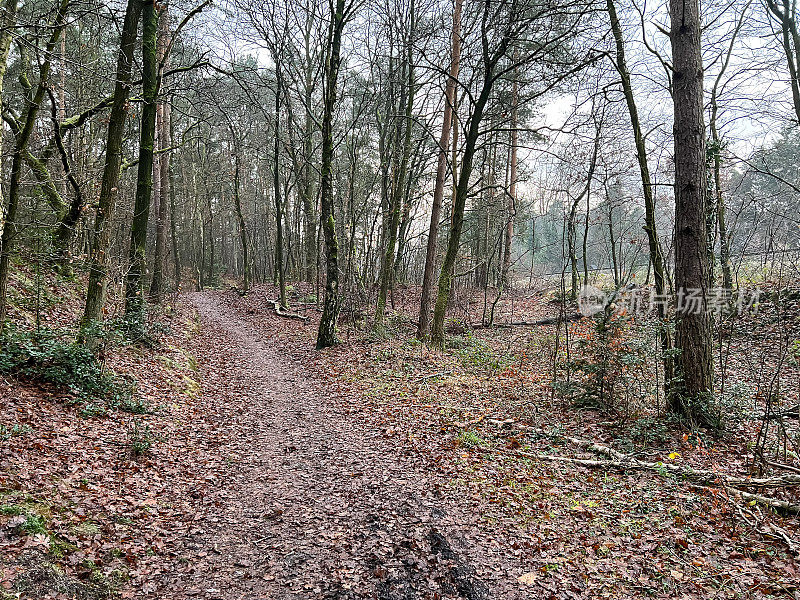 在德国的“林根”，冬天穿过一片森林。