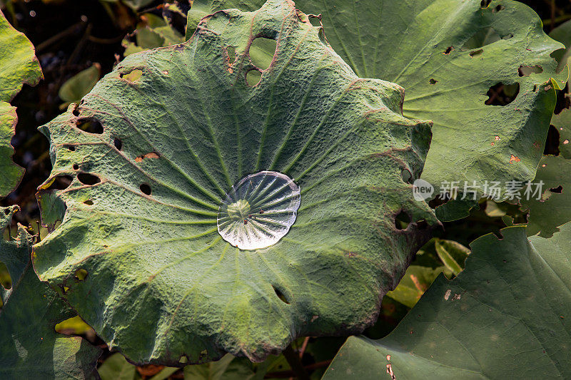 池塘中绿色睡莲叶子表面水滴的特写。
