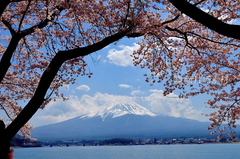 从川口湖岸边看富士山和樱花