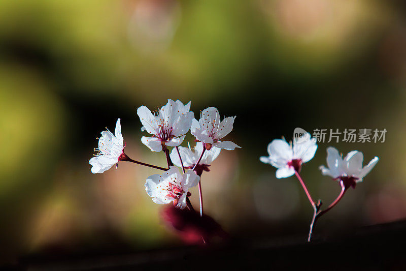 春天的樱花