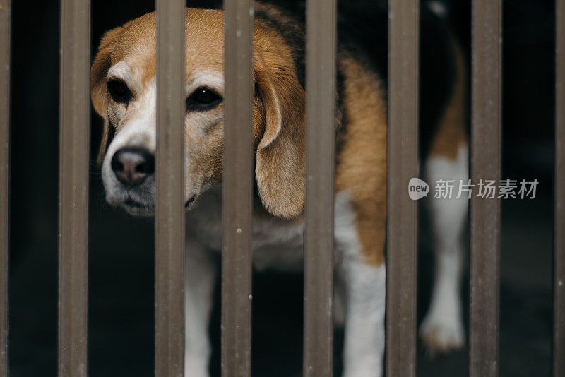 小猎犬被困在栅栏里