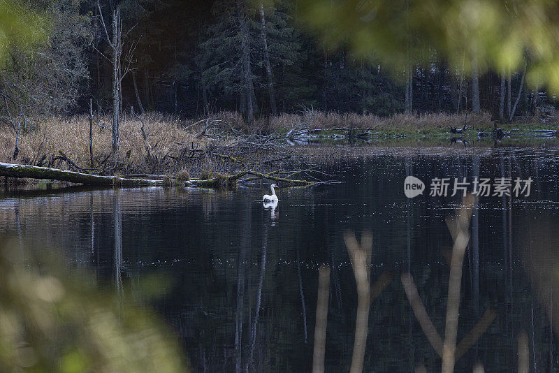 秋天风平浪静的天气里，森林湖上沉默的天鹅。