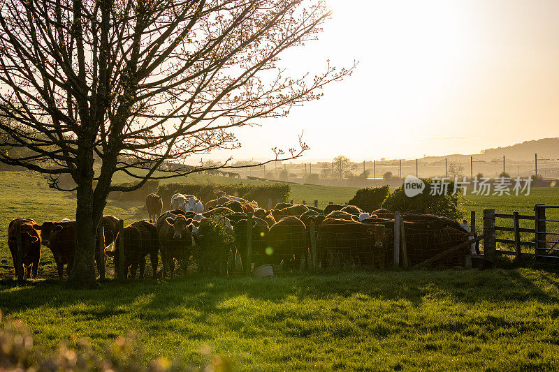 牛群在夕阳下用镜头闪耀着光芒