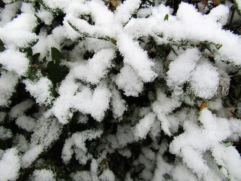 日本。1月。雪下的常绿植物。