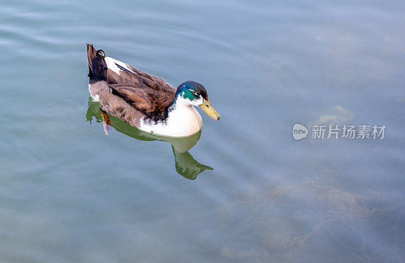 五彩缤纷的鸭子独自在湖里游泳