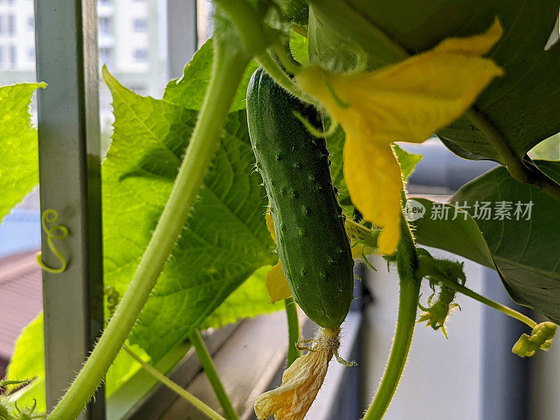 在阳台上种黄瓜