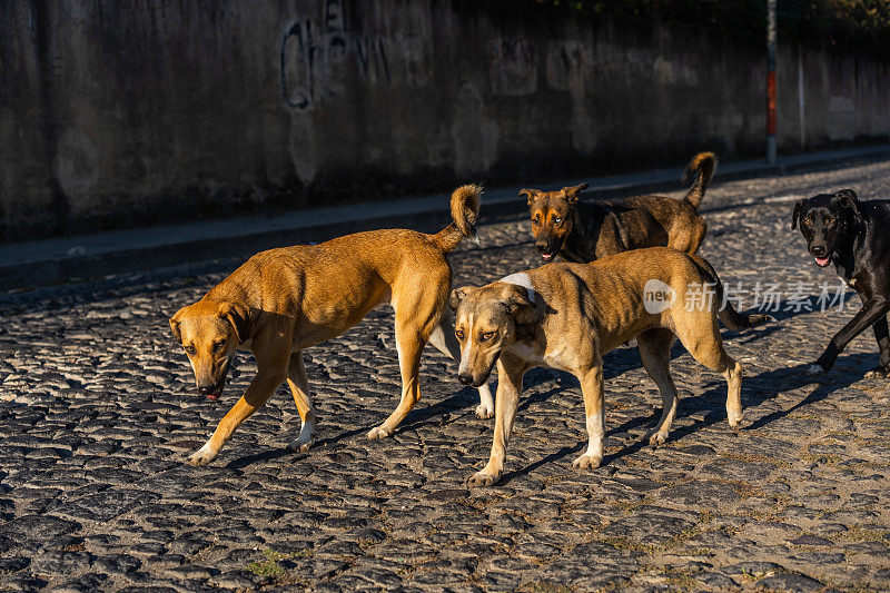 一群流浪狗走在街上