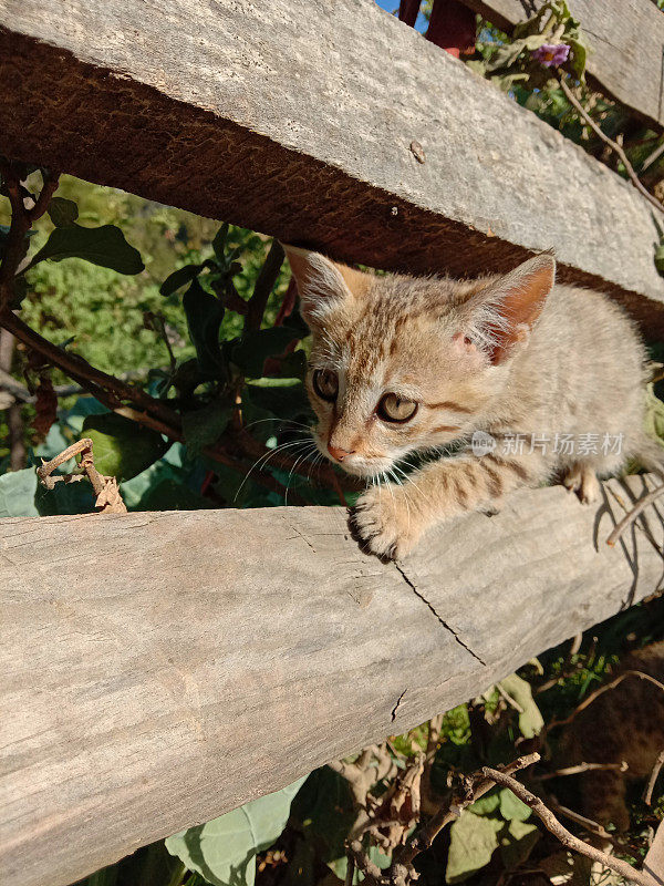 可爱的小猫在木板上爬行