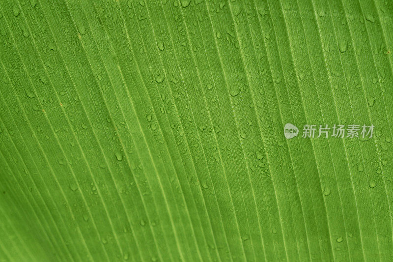 雨天的香蕉叶纹理