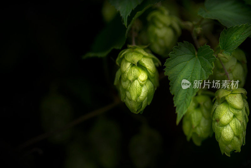 绿色啤酒花在深色背景上的分枝上种植球果