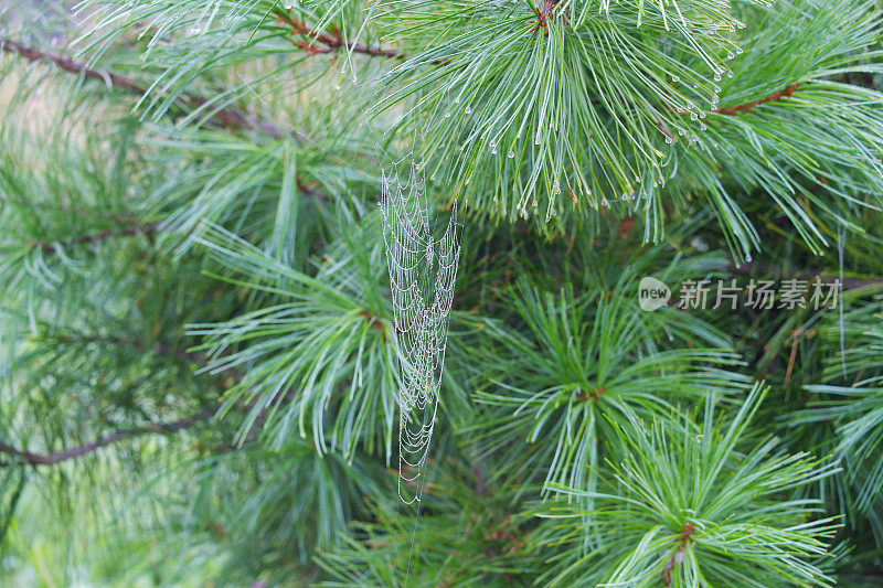 一种西伯利亚雪松的树枝上编织的网，上面覆盖着晨露。