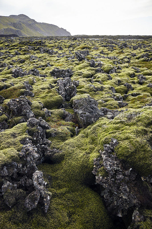 苔藓覆盖着冰岛的岩石和火山景观