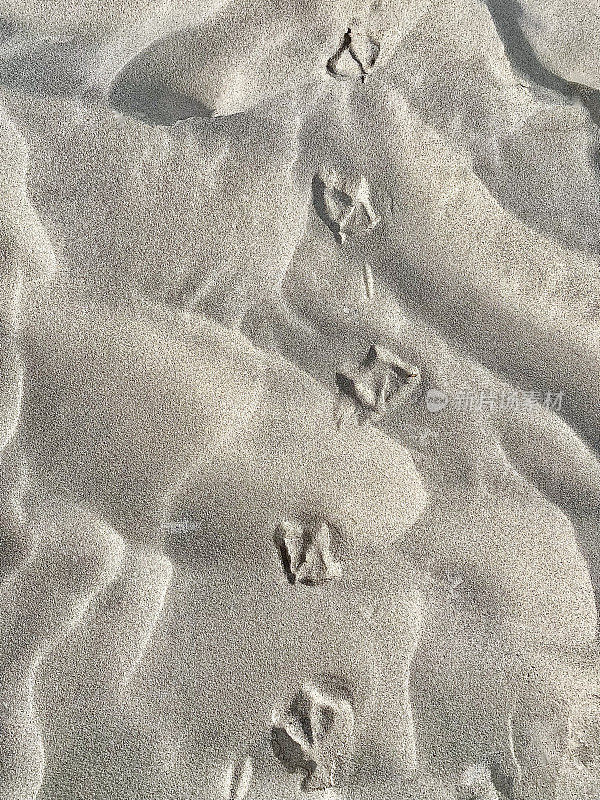 沙滩上的海鸥鸟印